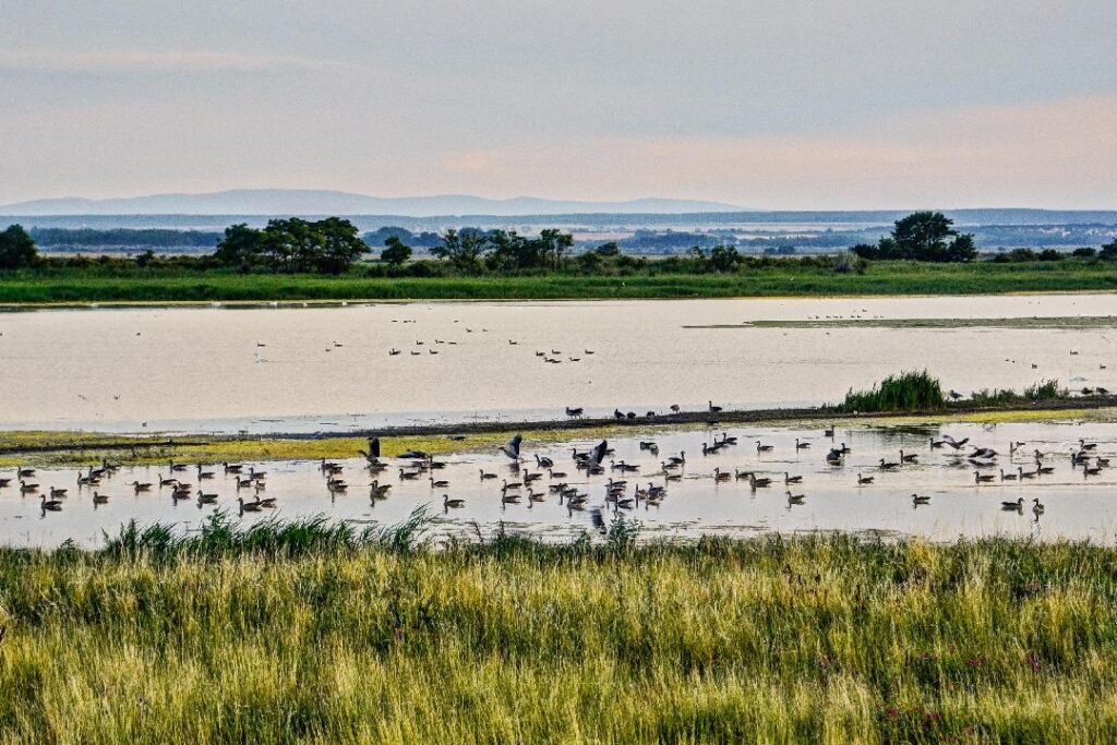Fertő-Hanság-Nemzeti-Park