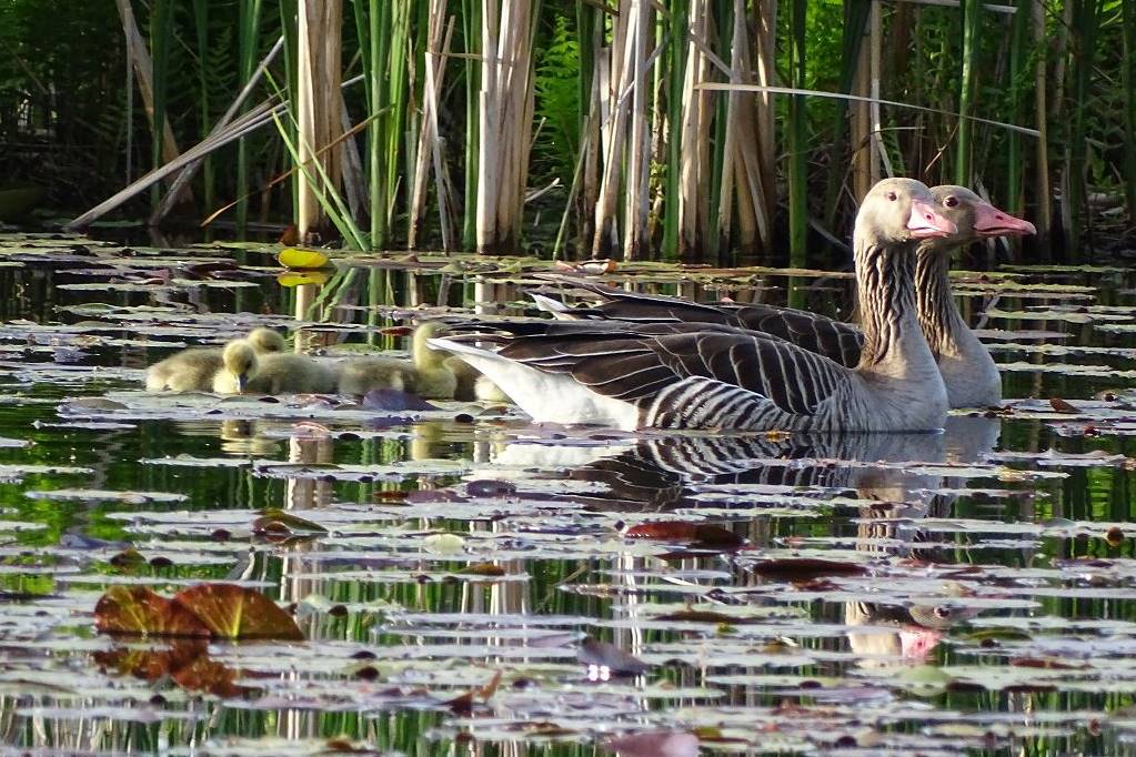Madármegfigyelés a nemzeti parkban