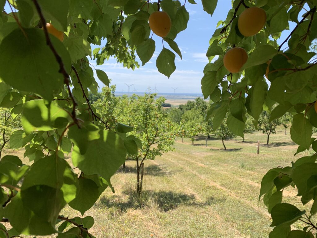 marillen-garten